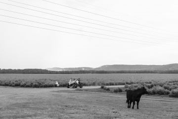 Genevieve-and-eoin - The Bluebird Collective